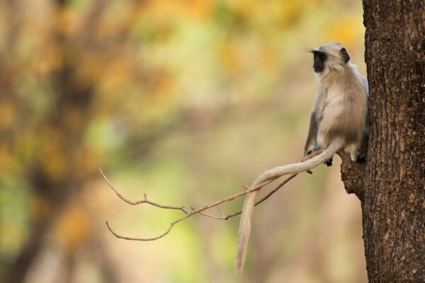 Photo Primate, Naming